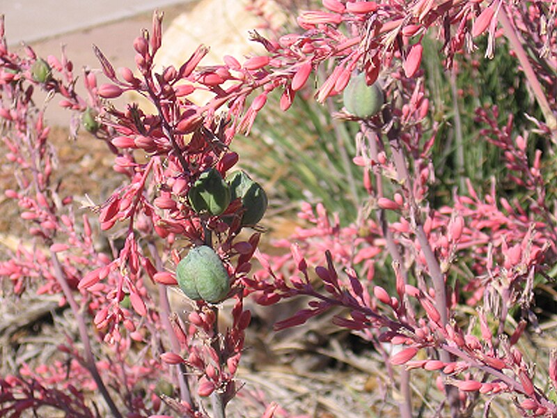 File:Red yucca 1.jpg