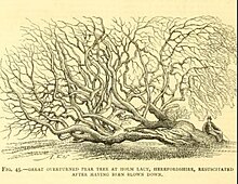 Sketch by Edwin Lee of now-lost section of Holme Lacy Pear, reproduced in the Gardeners Chronicle, 1878 Holme Lacy Pear 1878.jpg