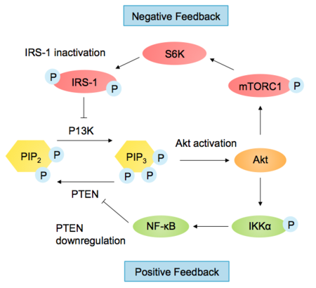 Examples of feedback control in the PI3K-Akt Pathway Regulation of P13K-Akt Pathway in Feedback Loops.png