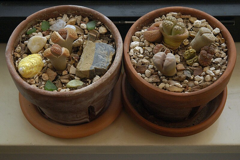 File:Lithops dividing.JPG