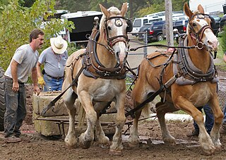 <span class="mw-page-title-main">Durham Fair</span> Agricultural fair in Durham, Connecticut