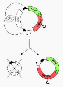 Minicircle preparation from a parental plasmid. The parental plasmid contains two recombinase target sites (black half arrows). Recombination between these sites generates the desired minicircle (bottom right) together with the miniplasmid (bottom left). The hook on the red minicircle-insert stands for a scaffold-matrix attachment region ( S/MAR-Element), which allows for autonomous replication in the recipient cell. Minicircles.png