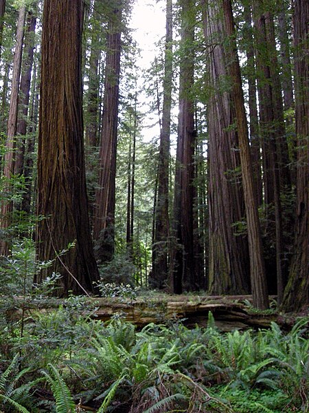 Rockefeller Forest, the largest remaining old-growth Redwood forest on earth, is located within Humboldt Redwoods State Park.