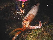 The specimen from Goshiki beach is seen here tied with a rope, its delicate skin only partially intact. Muscular constriction around the squid's eye obscures much of its surface in this image. Live giant squid first image.jpg