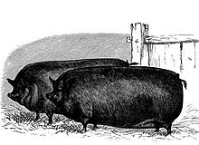 Small black pig.jpg