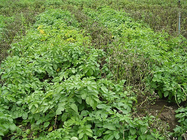 Potatoes after exposure. The normal potatoes have blight but the cisgenic potatoes are healthy.