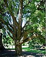 Árbol de corcho.jpg