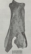 Fifield bison scapula hoe.jpeg