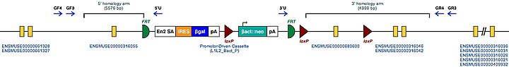 Molekülstruktur der Tgm2-Region mit inserierter Mutationssequenz