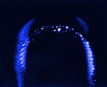 Kirlian photograph of a fingertip Kirlian color finger.jpg