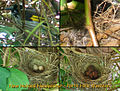 New holland honeyeater nest.jpg