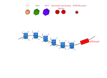 SIR spreading is thought to occur linearly from the silencer element. Sir spreading.gif