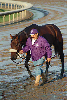 Tiago is led by Shirreff-barn foreman Frank Leal to the paddock for the Breeders' Cup Classic. TiagoBreedersCupClassic2008.jpg