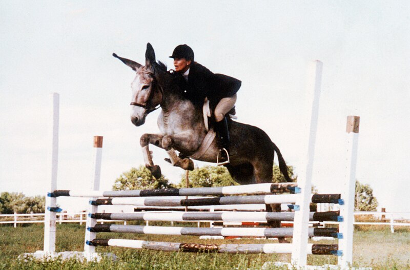 File:MeredithHodges LittleJackHorner Jump.jpg