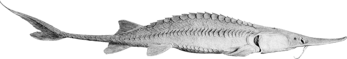 Pallid sturgeon specimen