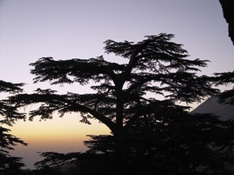 A cedar in Lebanon