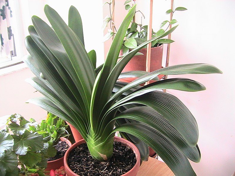 File:Clivia-GreenPlants.ca.jpg