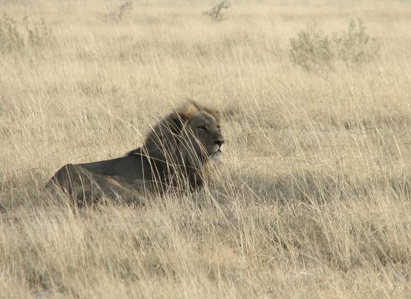 File:SAC Namibia-lion.jpg