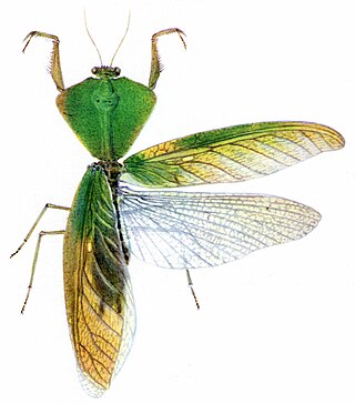 <i>Choeradodis rhomboidea</i> Species of praying mantis