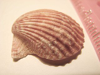 Rough scallop species of mollusc