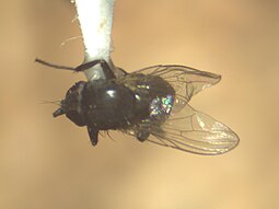 Dorsal view of Fannia scalaris Dorsal view of fannia scalaris.jpg