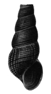 <i>Tylomelania masapensis</i> Species of gastropod