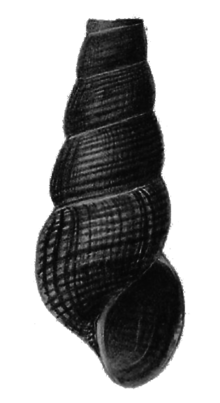 Tylomelania masapensis shell.png