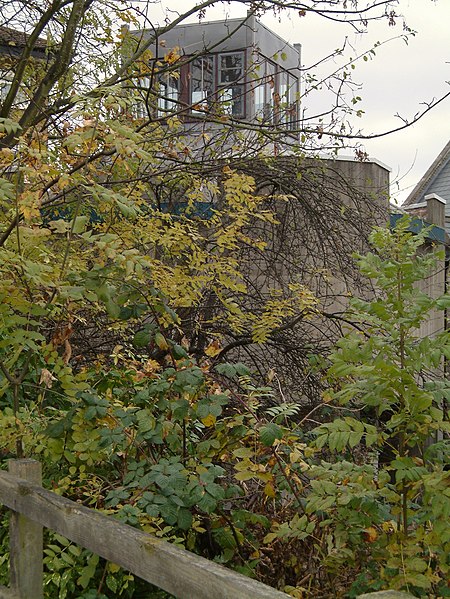 File:BlackheathQMH foliage.jpg