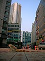 A pet iguana in Bundang