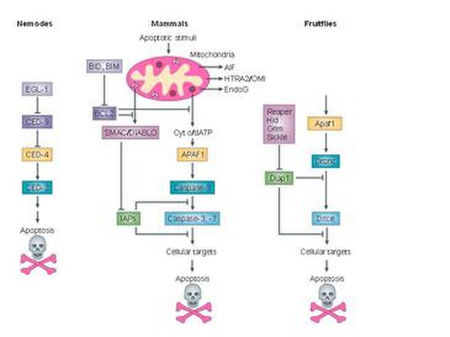 A conserved apoptotic pathway in nematodes, mammals and fruitflies