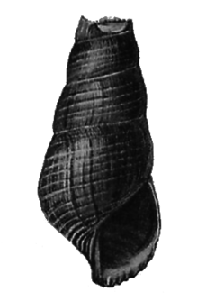 Tylomelania lalemae shell.png