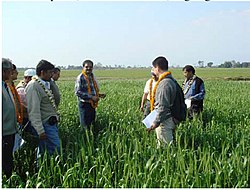 National Wheat Research Program located at Bhairahawa Wheat research nepal copy.jpg