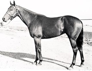 <span class="mw-page-title-main">Barbara L</span> Quarter Horse race mare