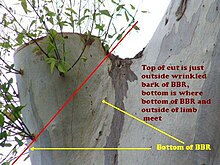 Pruning - Why We Re Into Summer Tree Pruning And You Should Be Too - When you prune correctly, you encourage healthy growth and flowering (in the case of flowering plants), as well as good looks.