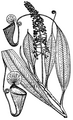 Nepenthes paniculata holotype (Lam 1569)