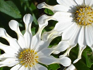 Osteospermum