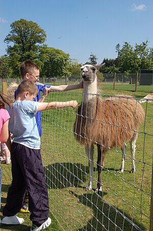 Kids feeding a llama at Pets' Farm