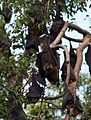 Spectacled Flying-fox Cairns Library August 2010.jpg