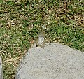 A gecko in Kapiolani Park, Honolulu, Hawaii