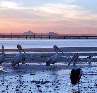 Glasshouse Mountains from Bongaree Pelicans-glasshouse.jpg