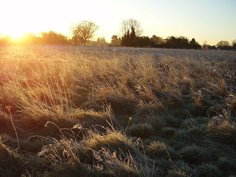 File:Sunrise over Warneford Meadow 030207.JPG