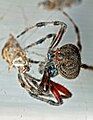 A barn spider encases her prey in silk emanating from her spinneret seen in the foreground.