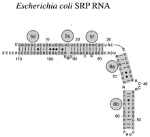 EschcoliSRPRNA-2d.png