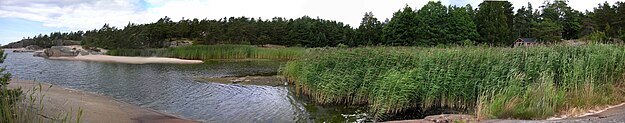 A previously sandy beach in Hanko, Finland now dominated by Phragmites australis reeds Reedbeach edit1.JPG