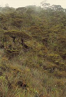 Marai Parai Nepenthes rajah habitat.jpg