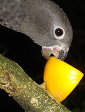 At the National Aviary feeding. Black-parrot.jpg