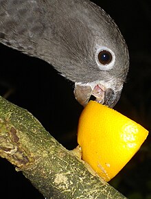 Black parrot, Coracopsis barklyi Black-parrot.jpg