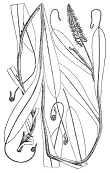 Nepenthes mollis Endert 4282.jpg