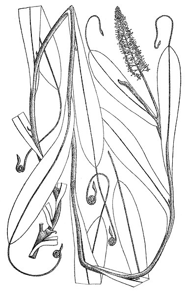 Image: Nepenthes mollis Endert 4282