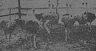 1909 kabar foto dari Ford Peternakan burung Unta di Luna Park, Scranton